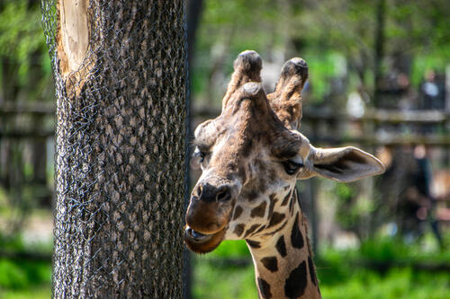 Silly giraffe